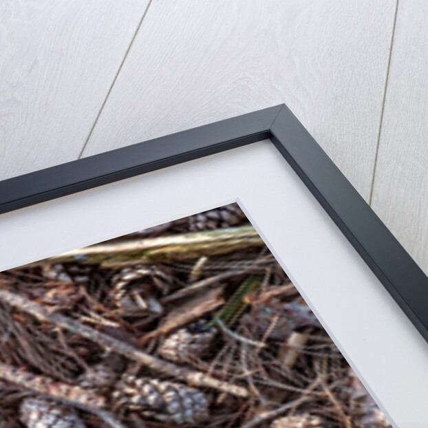 Pine cones and tree branches by Assaf Frank